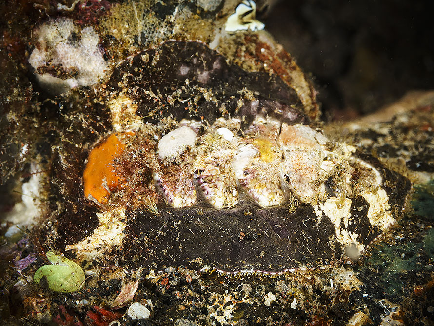 Chiton sp. 1